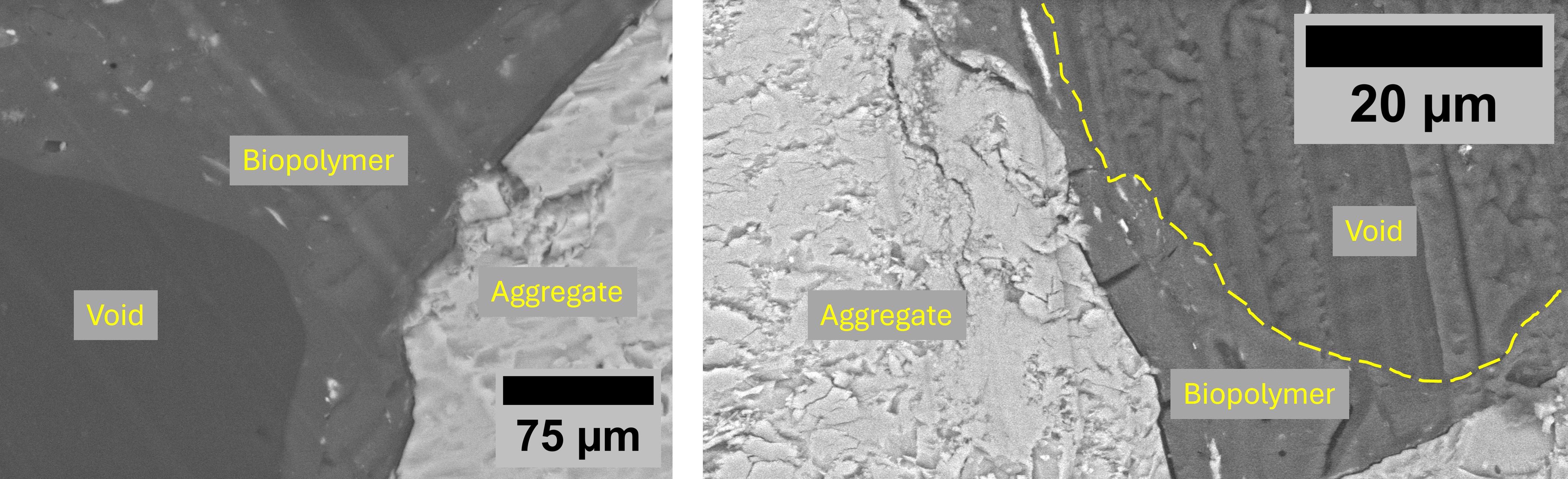 Scanning electron microscopy of Engineered Biopolymer Composite